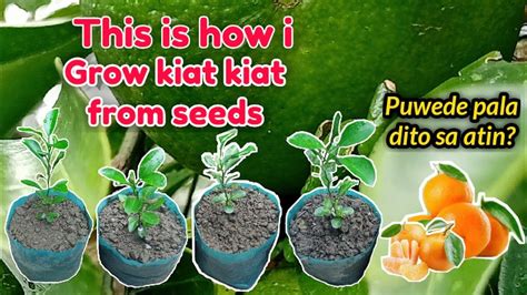 Growing Orange And Kiat Kiat From Seeds In The Philippines Youtube