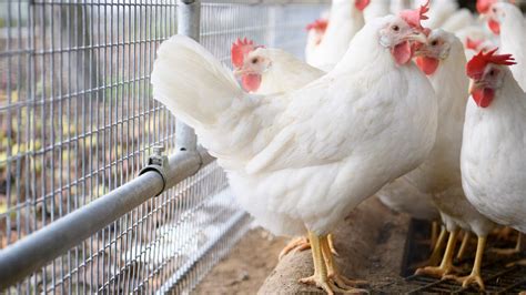 Nun wurde der erreger h5n8 auch in deutschland nachgewiesen. Vermehrte Fälle von Vogelgrippe in Osteuropa gefährden nun ...