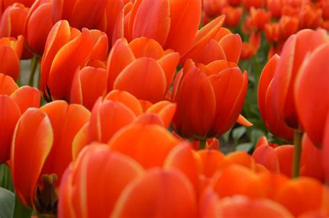 Tulipanes Y Su Significado Por Color Blog De Flores