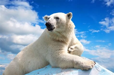 Polarni Medved Ubio čoveka Na Arktičkom Ostrvu Vesti Život