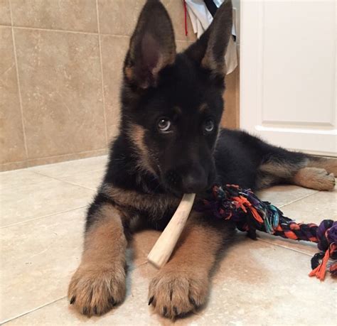 13 Astonishing Facts About German Shepherds That Will Leave You In Awe