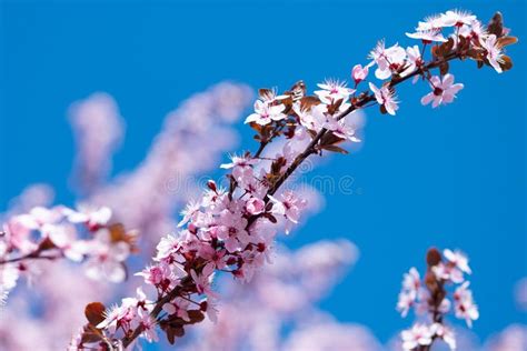 Blooming Tree In Spring With Pink Flowers Stock Photo Image Of Spring