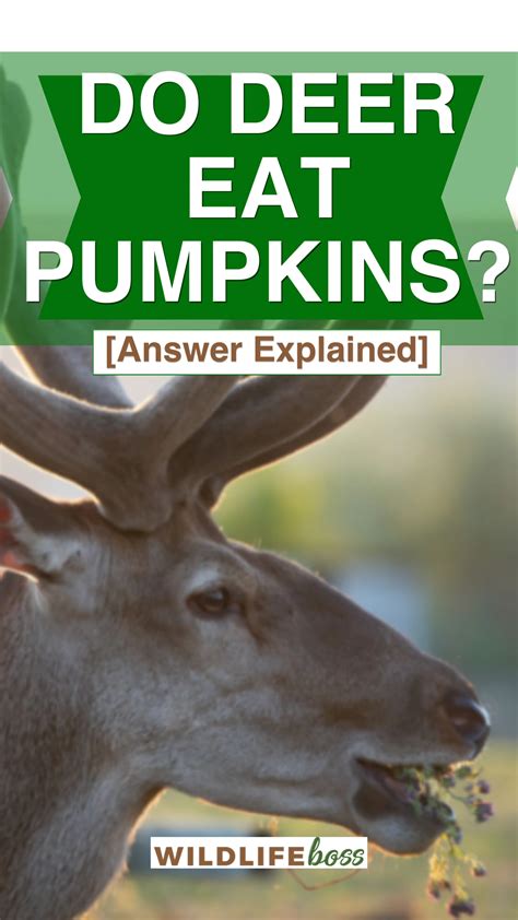 Do Deer Eat Pumpkins Answer Explained