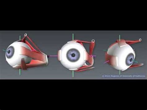 Part 7 of 9 - Inferior oblique muscle - YouTube