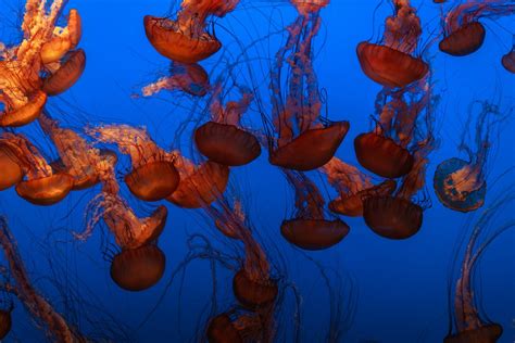 Free Images Water Leaf Flower Underwater Orange Reflection