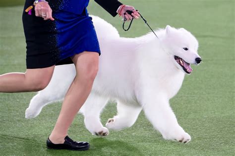 Also, the westminster dog show entry limit for all intending dogs is 2500. Westminster Dog Show 2021: Wasabi the Pekingese Wins Best ...