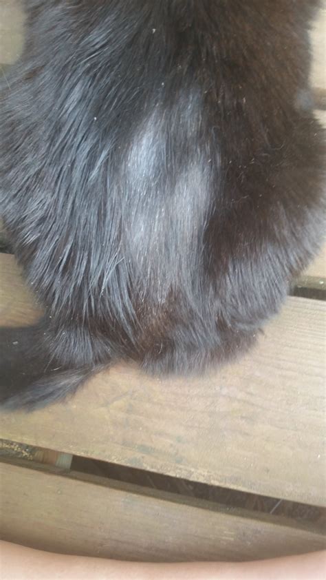 Rapid Fur Loss With Tiny Scabs Underneath Thecatsite