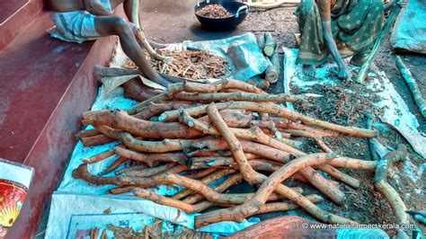 Ceylon Cinnamon Sticks True Cinnamon Natural Farmers Kerala
