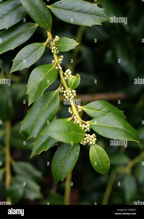 Holly Ilex Colchica Aquifoliaceae Caucasus Turkey Stock Photo Alamy