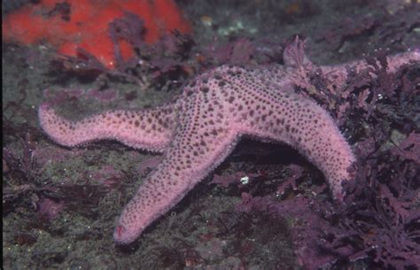 Pisaster Brevispinus Short Spined Sea Star Asterias Brevispina