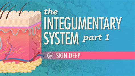 The Integumentary System Part 1 Skin Deep Crash Course Anatomy