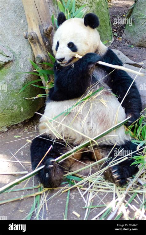 A Cute Adorable Lazy Adult Giant Panda Bear Eating Bamboo The
