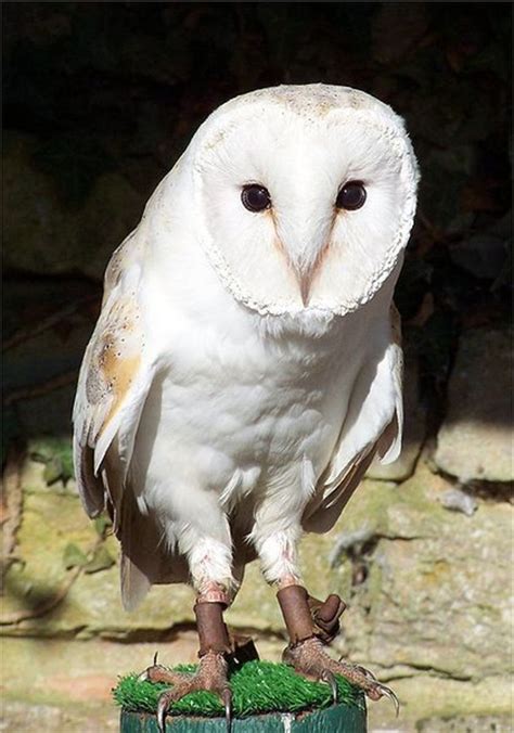 Meaning of name origin of name names meaning names starting with names of origin. The Barn Owl - UK Endangered Species | HubPages