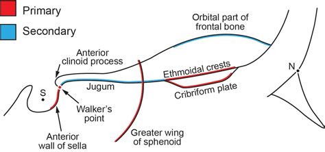 Anterior Cranial Base Fundamentals Orthodontic Products