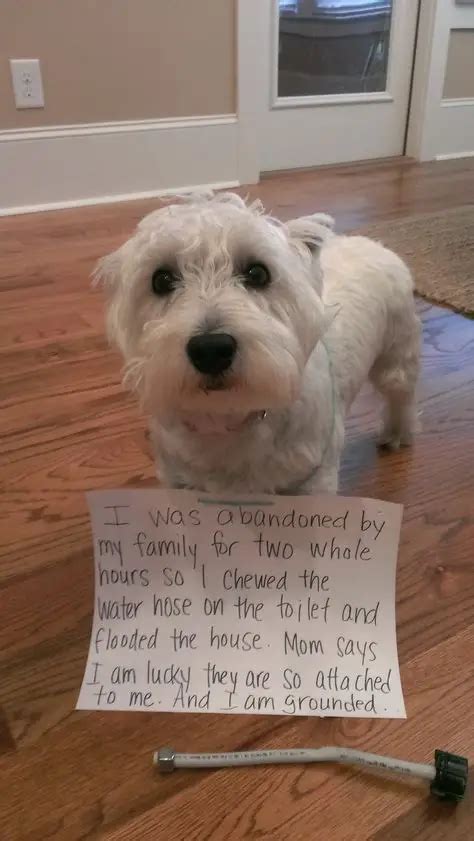 29 Photos Of Naughtiest Westies Youll Lol When You Find Out What They Did