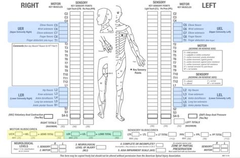 Spinal Nerve Chart Neurology Abba Humananatomy