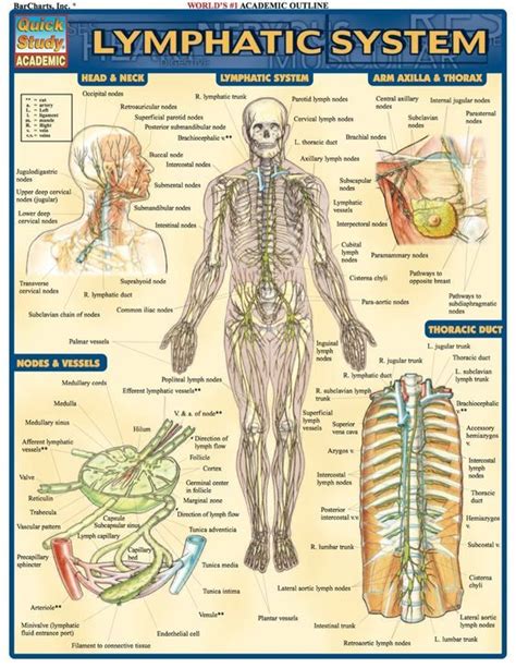The Lymphatic SystÈme Lymphatic System Lymph Drainage