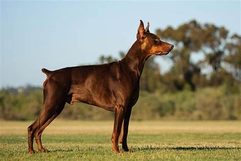 Brown Doberman Pinscher Dog Breed Information Pet Care Stores