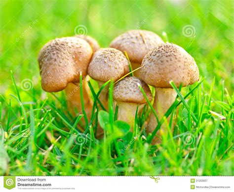 Edible Mushrooms Stock Image Image Of Macro Agaric 21203937