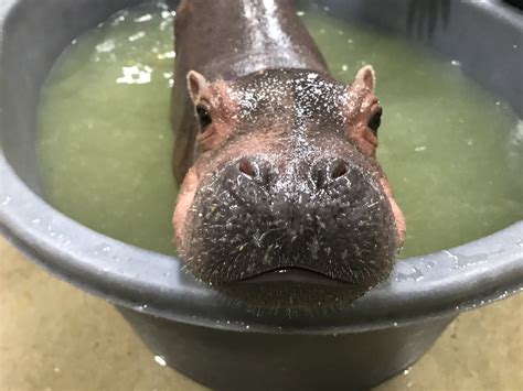 Although fiona weighed only 29 lbs. Meet Fiona, The Baby Hippo Whose Full-Time Job Is To Be ...