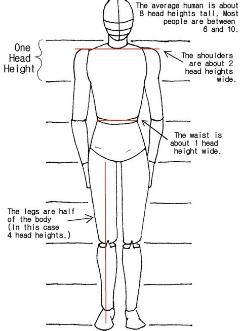 Todays Drawing Class 101 Understanding Body Proportions Proportions For Drawing Human Body