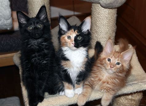 Differences Between Tortoiseshell And Calico Cats Pethelpful