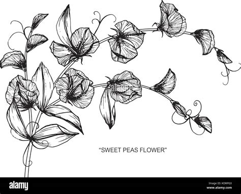 Botanical Illustrations Sweet Pea Hi Res Stock Photography And Images