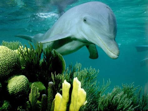 Animals Dolphin On Coral Reef Wallpapers Wallpaper 1024x768