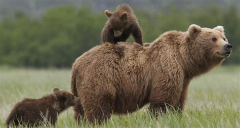 Based on the tv series. How Educational is Disneynature's 'Bears'? - Learning Liftoff