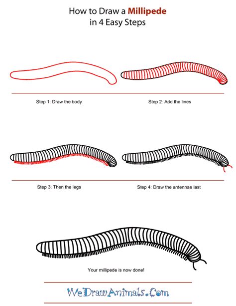 How To Draw A Millipede