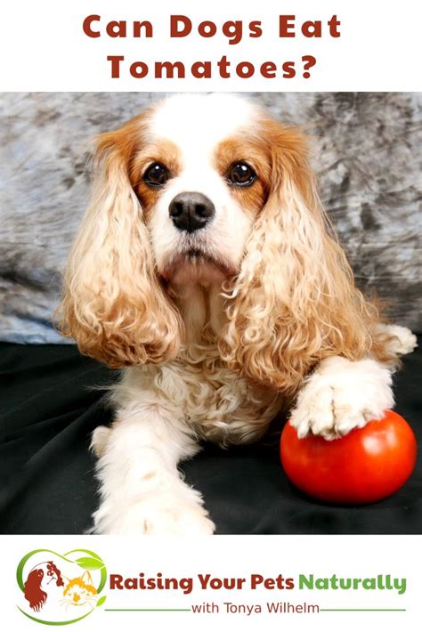 Can Dogs Eat Tomatoes Can Dogs Eat Tomatoes Can Dogs Eat Dog Eating