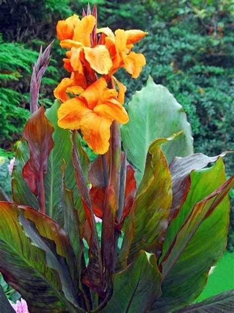 Rare Canna Lily Varieties Grown In 103 Gal Pot