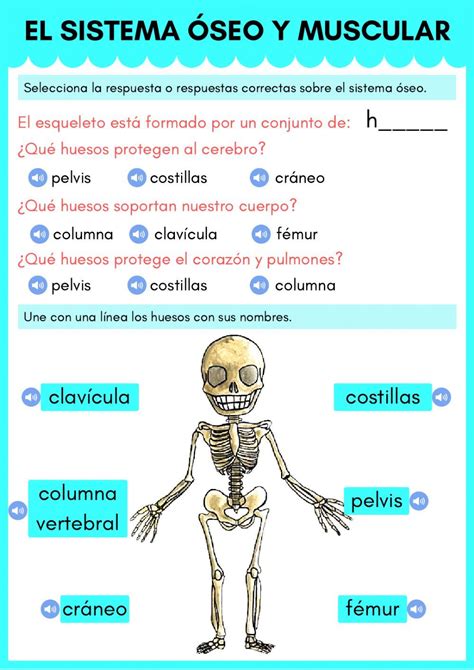 Sistema óseo Y Muscular Worksheet Sistemas Del Cuerpo Humano
