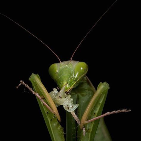 Praying Mantis Eating Mate