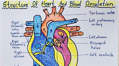 How To Draw Structure Of Heart And Blood Circulation Drawing Step By