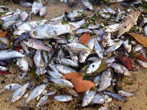 The diet of the pollock consists of smaller pelagic fishes, sand eels and various crustaceans. Why Are There Thousands of Dead Fish on Singapore's ...