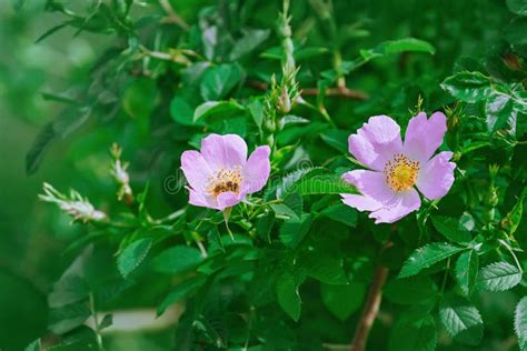 Pink Flowers Of Rosa Multiflora Stock Image Image Of Environment