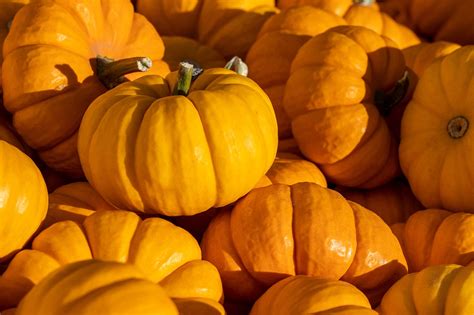 Pumpkin Vegetable Autumn Free Photo On Pixabay Pixabay