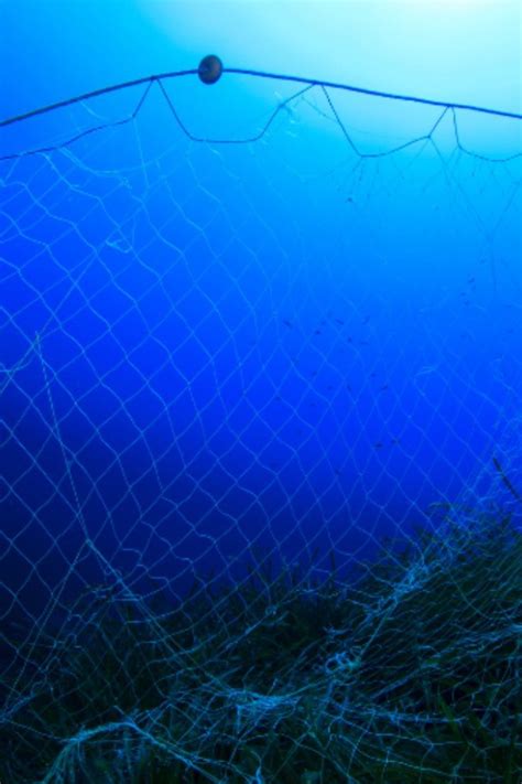 Ghost Nets Ocean Pollution Marine Animals Marine Life