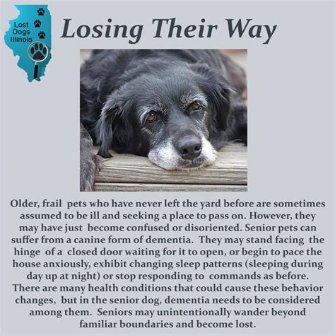 We commit our friend and companion name of pet into your loving hands. "People Told Us She Had Gone Off to Die" | Lost Dogs Illinois