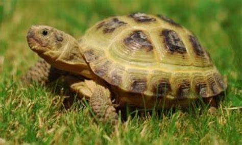 Russian Tortoise For Sale Beginner Buying Guide