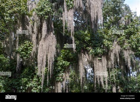 Spanish Moss Hanging From Trees Stock Photo Alamy