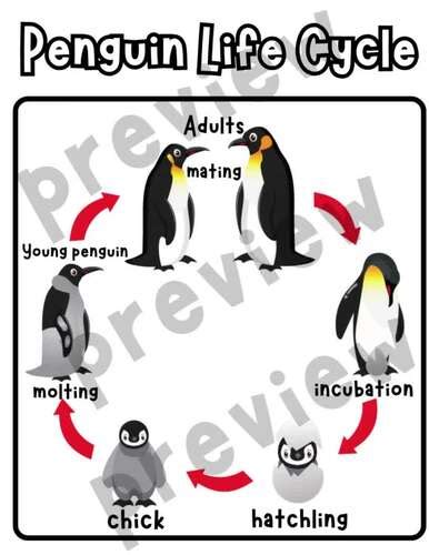 Science Poems Penguin Life Cycle Poetry Penguins Anchor Chart