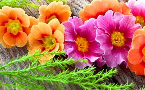 Download Orange Flower Pink Flower Nature Flower Hd Wallpaper