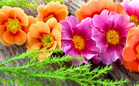 Pink orange and white flowers. Pink and Orange Flowers HD Wallpaper | Background Image ...