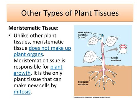 PPT Plants Structure Function PowerPoint Presentation Free