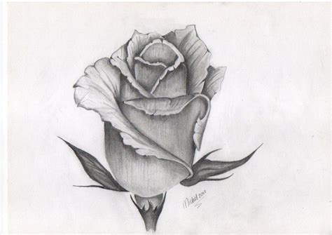 Flowers Drawing Images Pencil Sketches Colorful Arts Drawing Skill