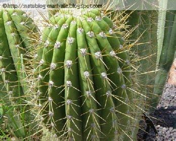 Me espine, con cientos de astillas o púas o aguates de nopal es sumamente doloroso, pero es muy sencillo quitarlas con este método con cinta canela, espero. natublog: Plantas Xerófilas (Cactus)