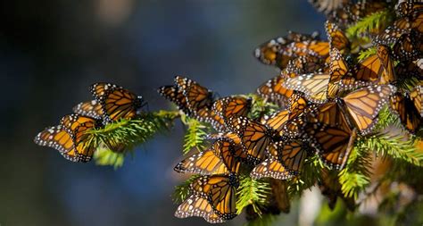 Free Download Bing Images Monarch Butterflies Monarch Butterflies