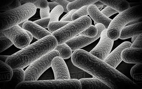Microscopic View Of Bacilli Bacteria Stock Photo Dissolve